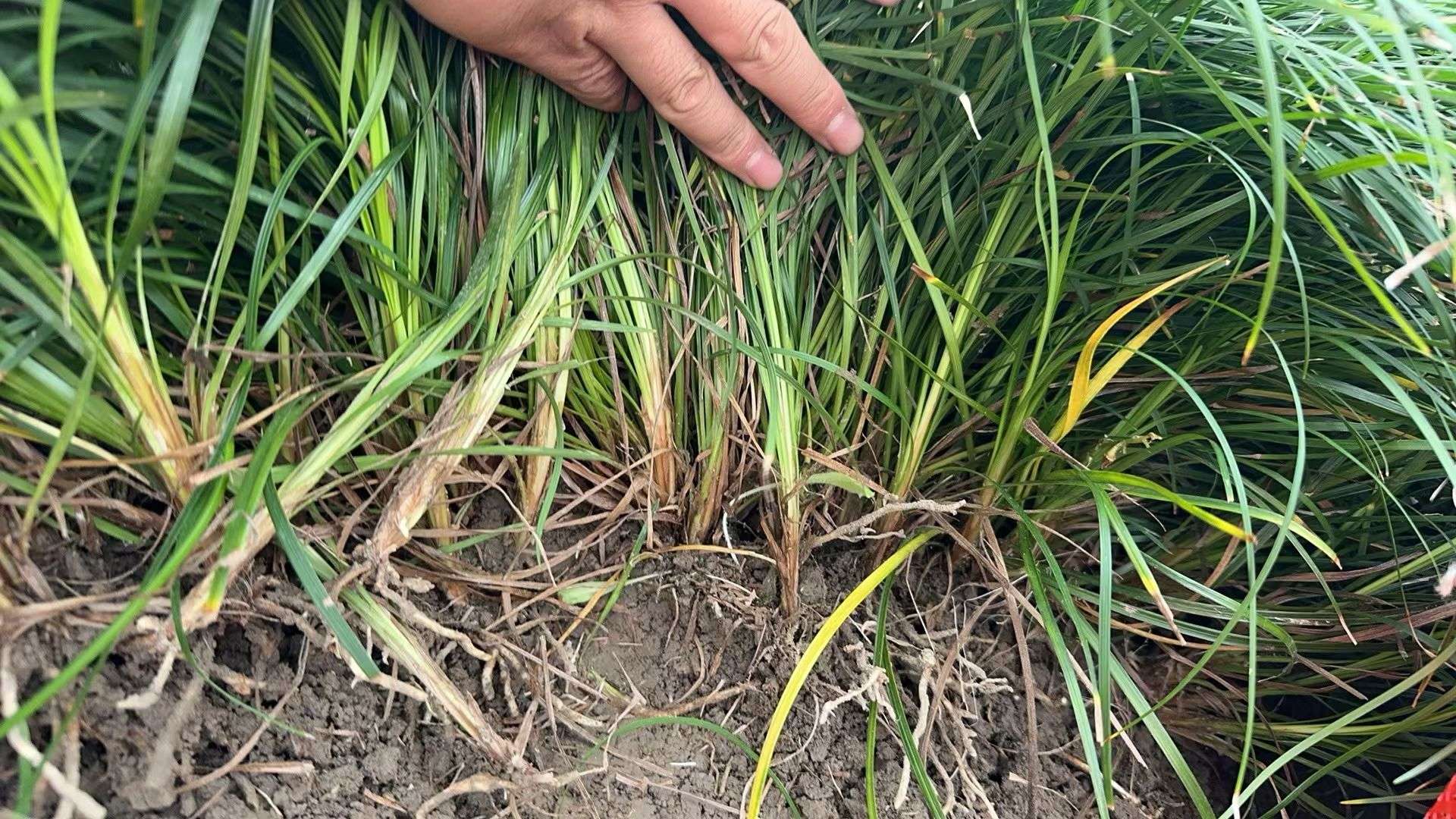 高度15厘米中叶麦冬