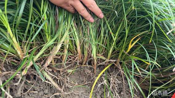 高度15厘米中叶麦冬