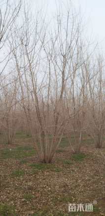 高度700厘米丛生五角枫