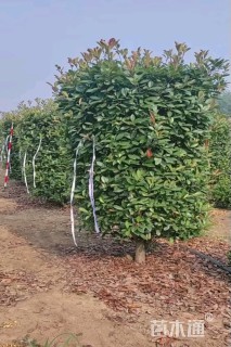 高度200厘米红叶石楠柱