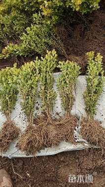 高度60厘米瓜子黄杨