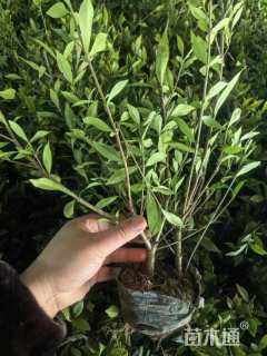 高度40厘米大叶栀子