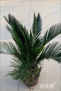 裸干高50厘米苏铁