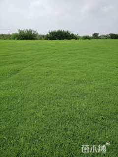 草卷状马尼拉草