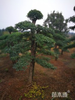 250厘米造型小叶女贞