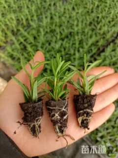 高度20厘米匍匐迷迭香