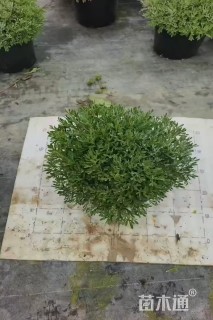 高度20厘米芙蓉菊