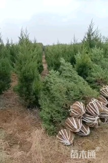高度200厘米蜀桧