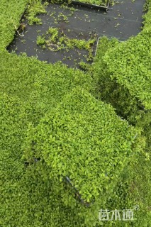 高度20厘米姬岩垂草