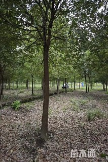 15公分香樟