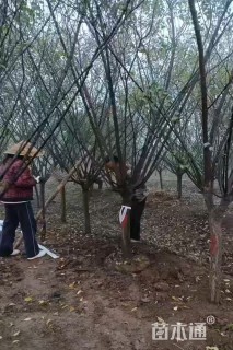 10公分红梅