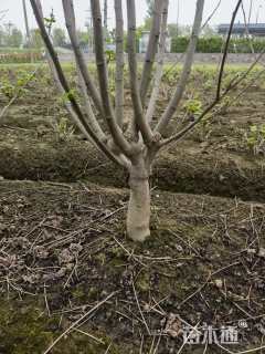 高度250厘米木芙蓉