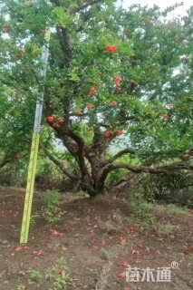 高度300厘米丛生石榴