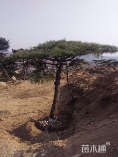 高度200厘米油松