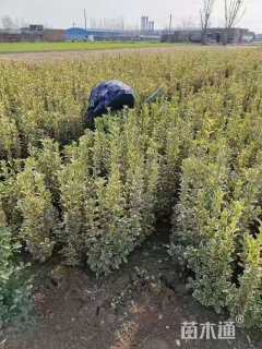 高度20厘米金边黄杨