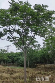 10公分栾树