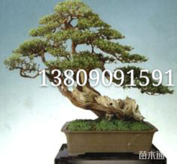 20厘米造型黄杨