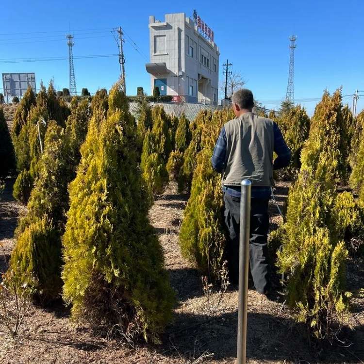 高度120厘米洒金柏