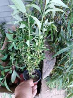 高度30厘米醉鱼草