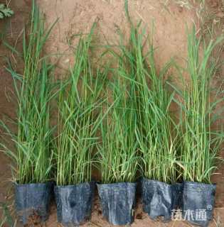 高度30厘米芦苇小苗