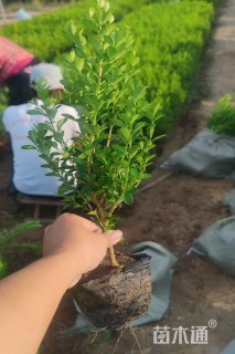 高度40厘米瓜子黄杨小苗