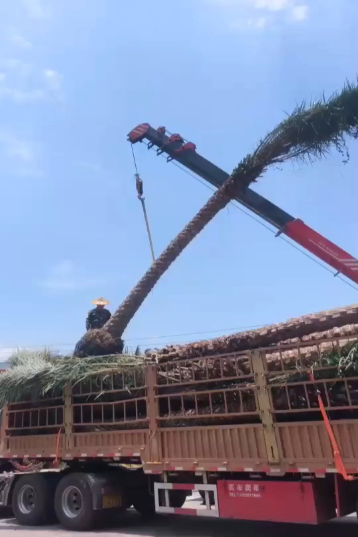 高度80厘米四季茶花