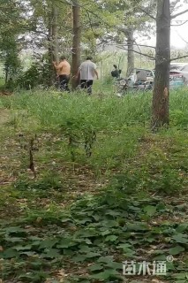 15公分银杏