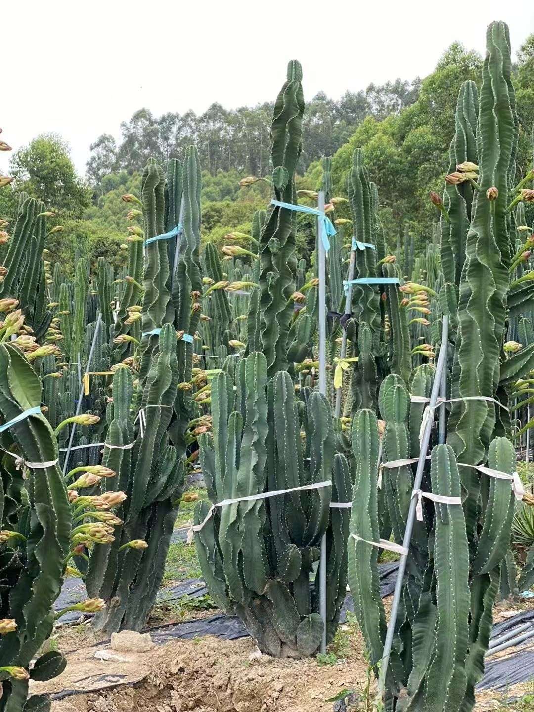 高度150厘米火龙果