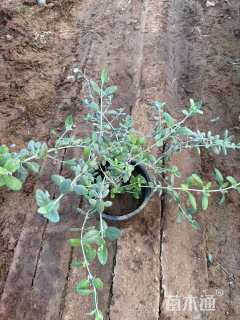 高度30厘米水果兰