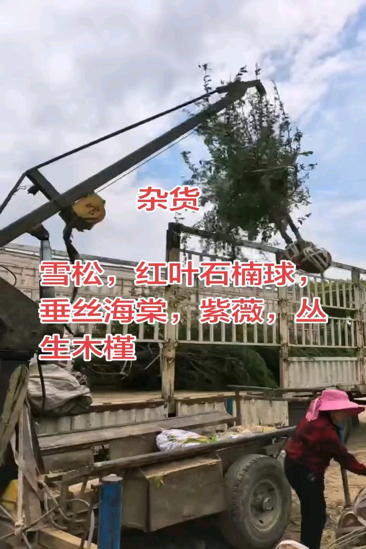 9公分垂丝海棠
