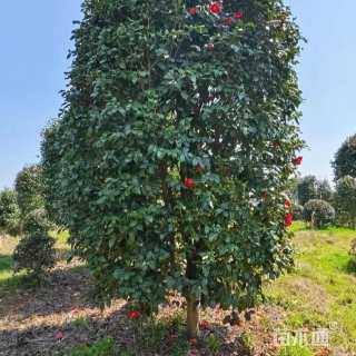 冠幅100厘米茶梅球