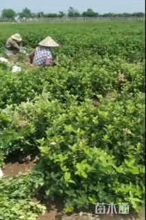 高度65厘米大叶黄杨