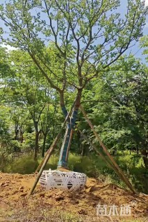 9公分乌桕