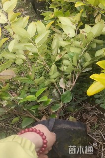 高度50厘米金森女贞