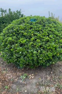 冠幅120厘米海桐球