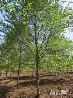 高度750厘米丛生河桦