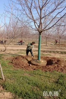 20公分染井吉野樱