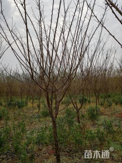 10公分樱花