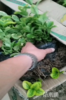 高度30厘米金冠女贞