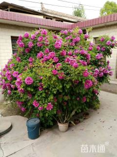 高度200厘米牡丹