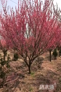 15公分骨里红梅