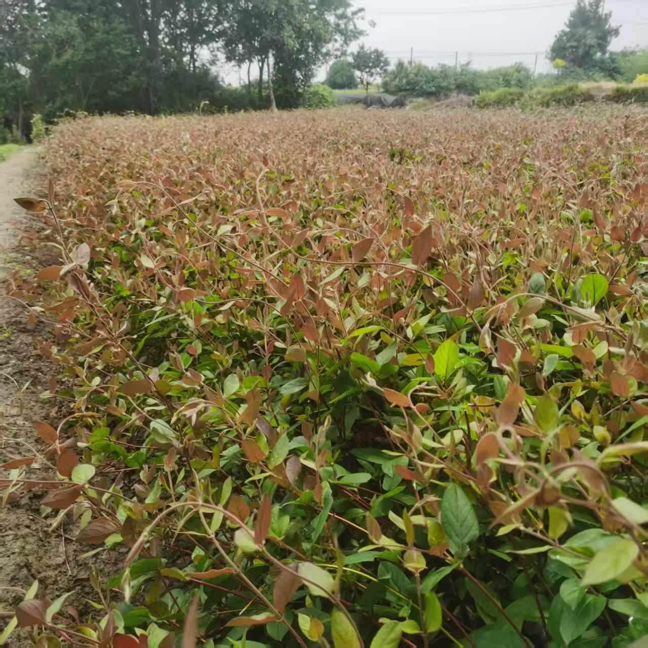 30厘米金银花