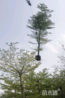 3公分细叶榄仁