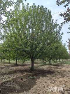 高度650厘米当娜海棠