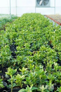 高度20厘米富贵草