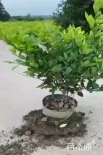 高度85厘米金森女贞