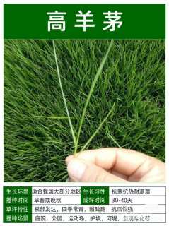 高羊茅种子