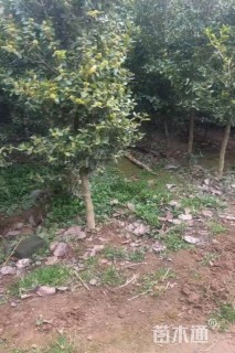 高度150厘米瓜子黄杨
