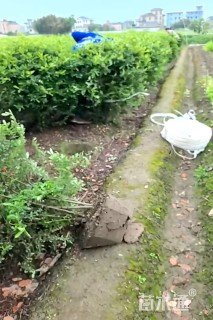 冠幅80厘米火棘球