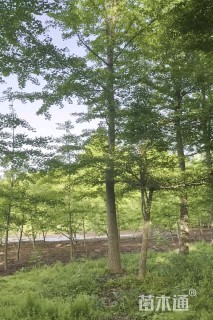 10公分红梅